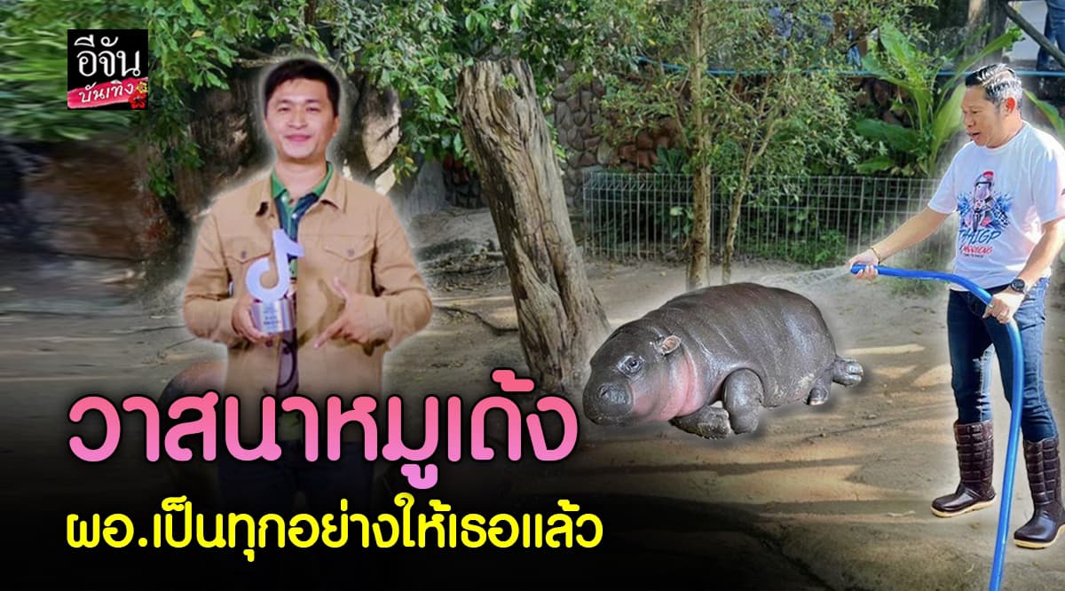 โซเชียลชื่นชม ผอ.สวนสัตว์เปิดเขาเขียว ลงล้างบ่อ ถ่ายรูป ให้พี่เลี้ยง หมูเด้ง