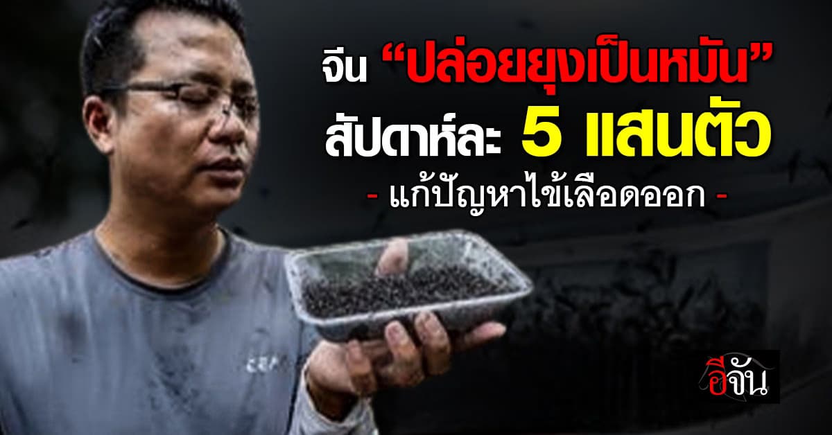 จีน “ปล่อยยุงเป็นหมัน” สัปดาห์ละ 5 แสนตัว แก้ปัญหาไข้เลือดออก