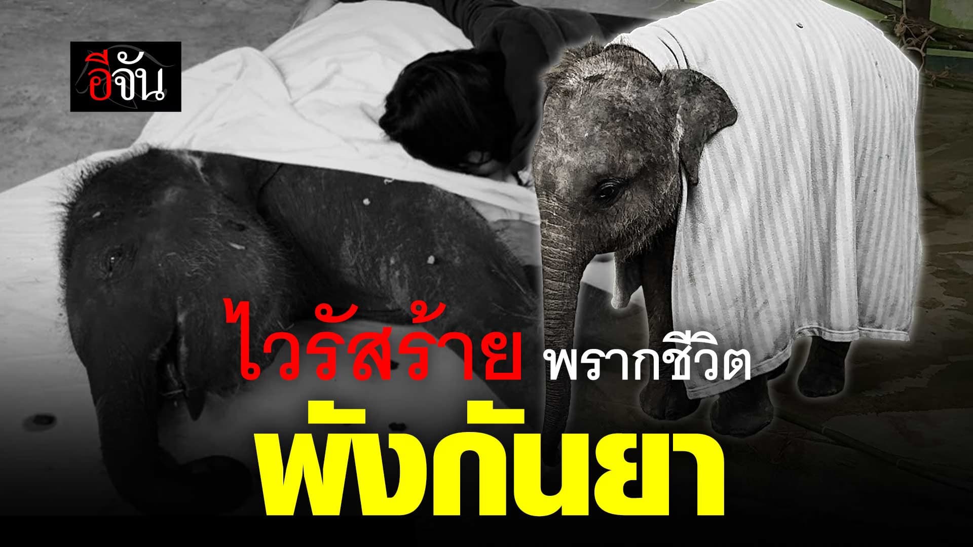 🎬 อาลัย พังกันยา ลากลับดาวช้าง ไวรัสร้ายพรากชีวิต