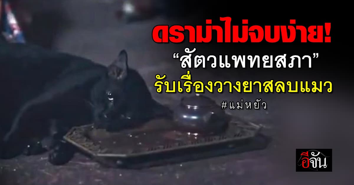 ไม่จบง่าย! “สัตวแพทยสภา” รับเรื่องวางยาสลบแมว #แม่หยัว