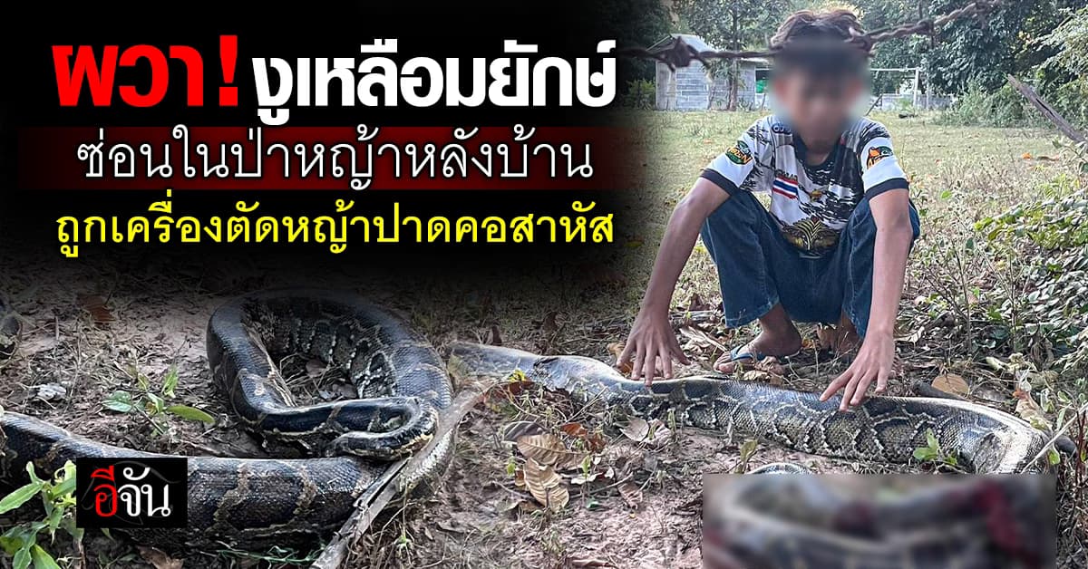 ผวา! งูเหลือมยักษ์ ซ่อนในป่าหญ้าหลังบ้าน ถูกเครื่องตัดหญ้าปาดคอสาหัส 