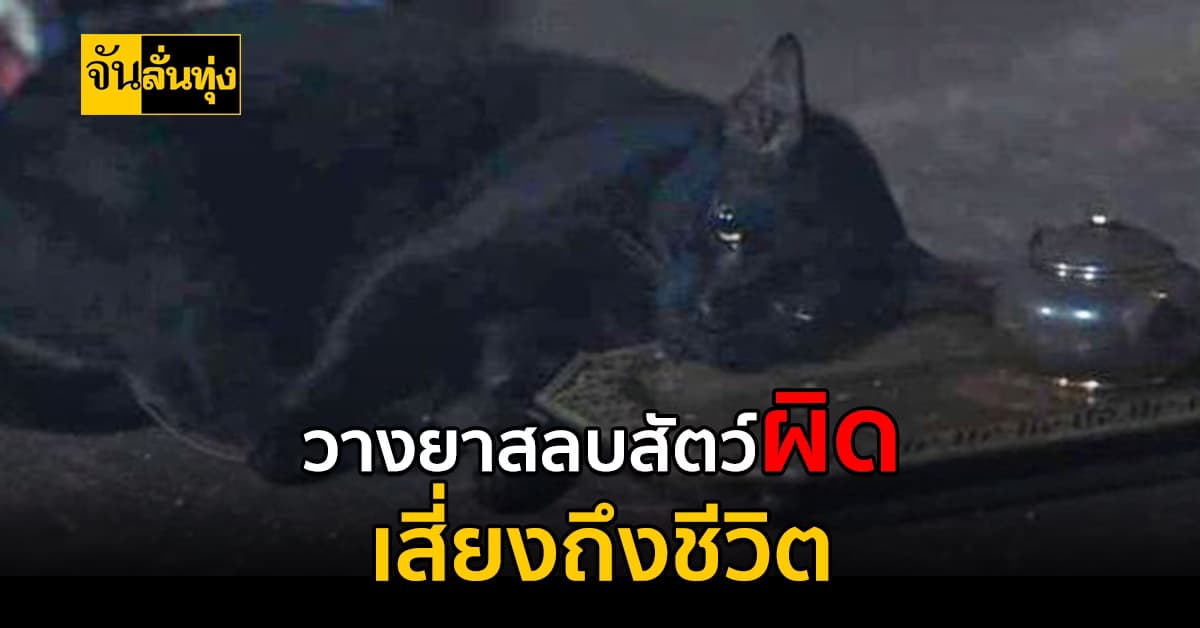 การวางยาสลบสัตว์อย่างถูกต้อง เพื่อความปลอดภัยของสัตว์เลี้ยงและปศุสัตว์