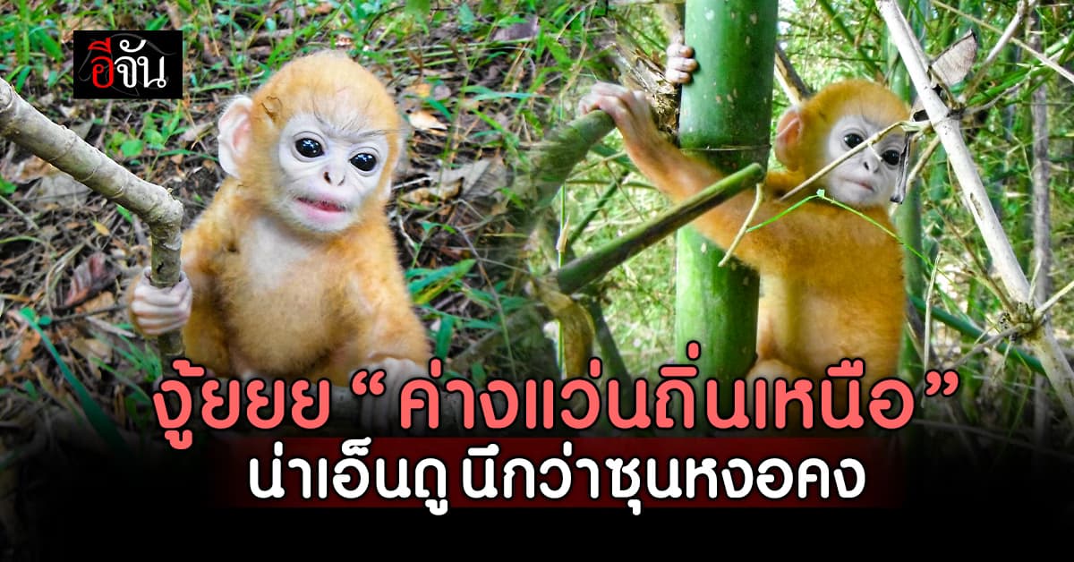 งู้ยยย โดนตกเต็มๆ “ลูกค่างแว่นถิ่นเหนือ” สัตว์ป่าหาดูยาก ออกมาโชว์ความน่ารัก