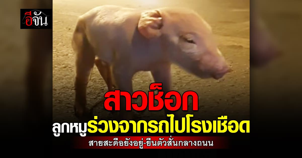 สาวช็อก! มากินข้าวรอบดึก เจอลูกหมูสายสะดือยังไม่ขาด ร่วงกลางถนน หลังรถขนหมูวิ่งผ่าน