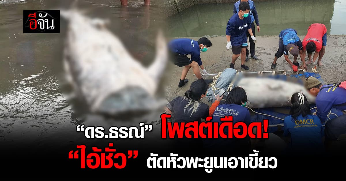 “ดร.ธรณ์” โพสต์เดือด! “ไอ้ชั่ว” ตัดหัวพะยูนเอาเขี้ยว