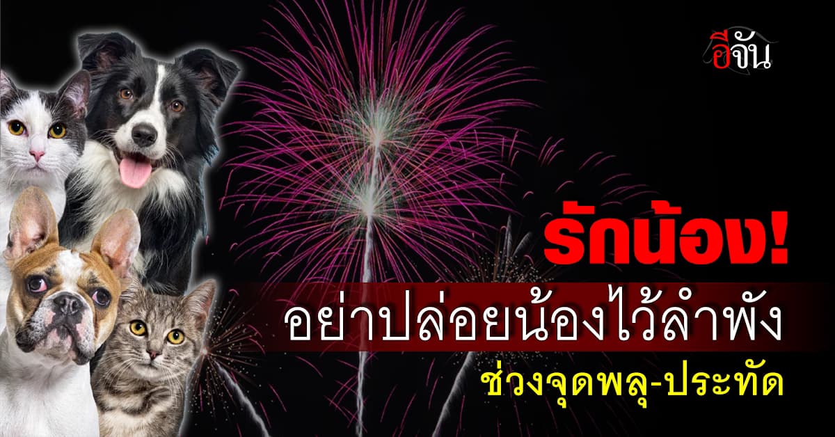 เตือนภัย! ทาสหมา-แมว ลอยกระทงนี้ ระวัง น้องตกใจเสียงประทัด วิ่งหนีหายจากบ้าน 