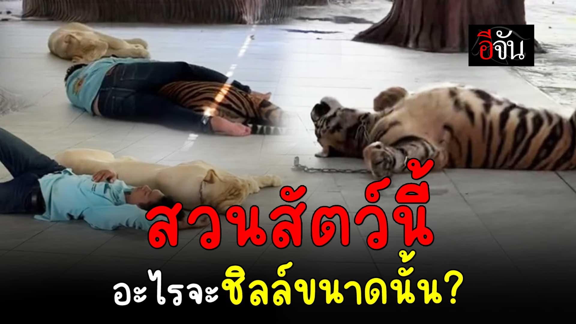 🎬 สวนสัตว์นี้ อะไรจะชิลล์ขนาดนั้น?