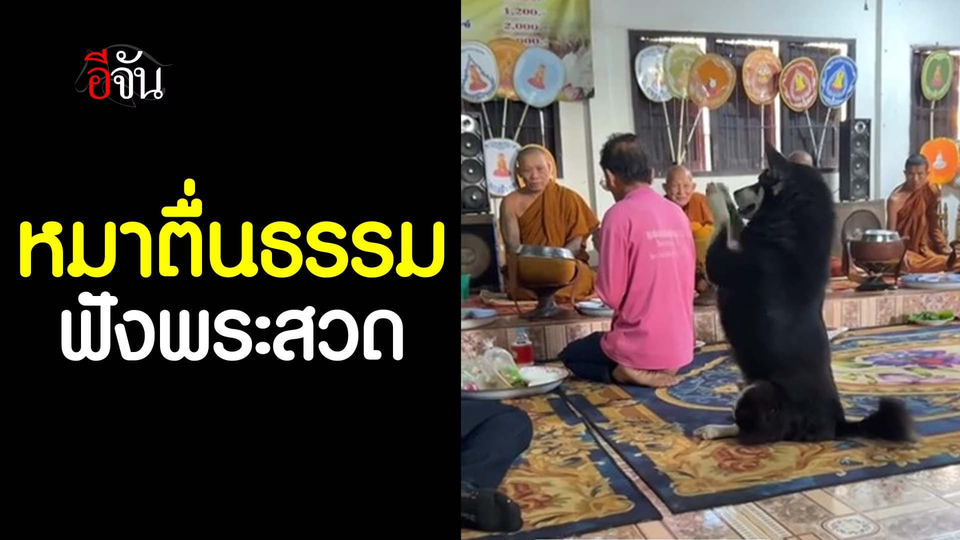 🎬 หมาตื่นธรรม ฟังพระสวด