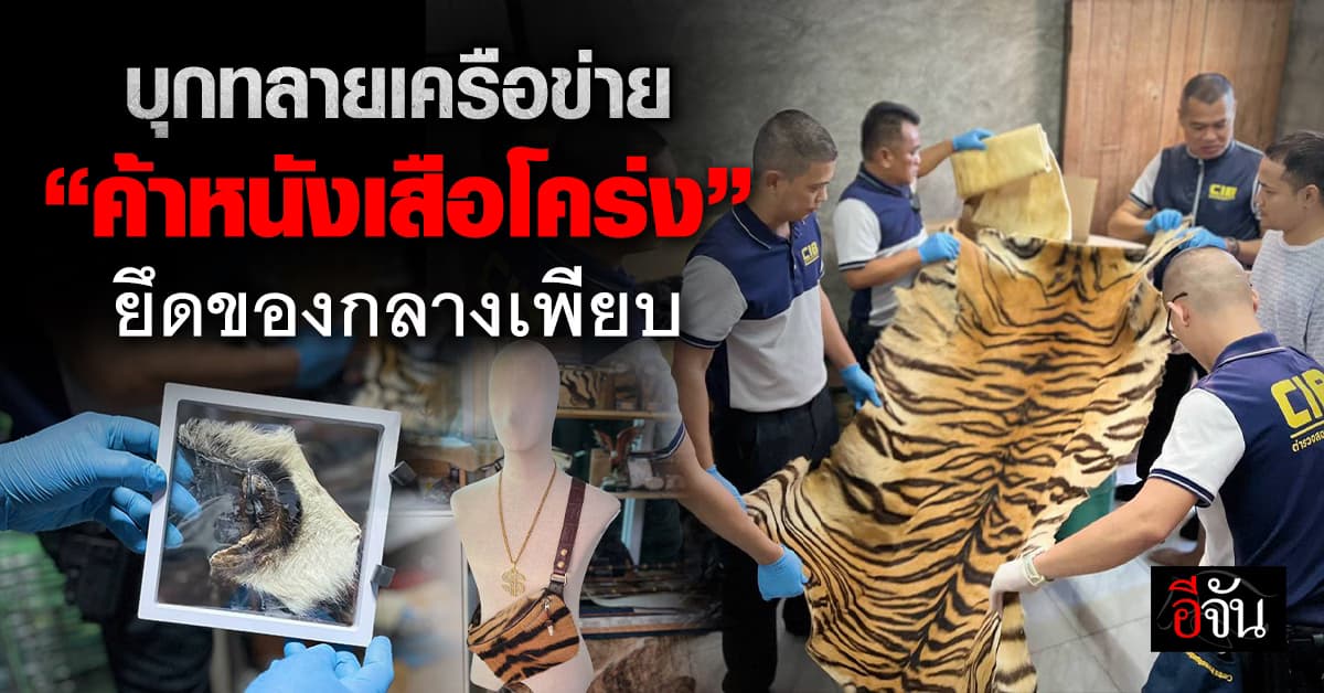 ปทส.บุกทลายเครือข่าย “ค้าหนังเสือโคร่ง” ยึดของกลางเพียบ 