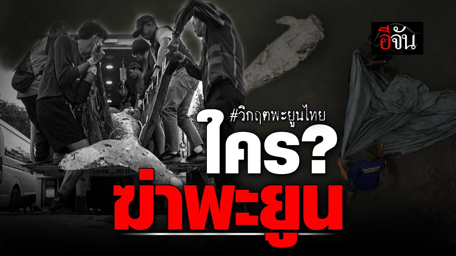 🎬 วิกฤต พะยูนไทย