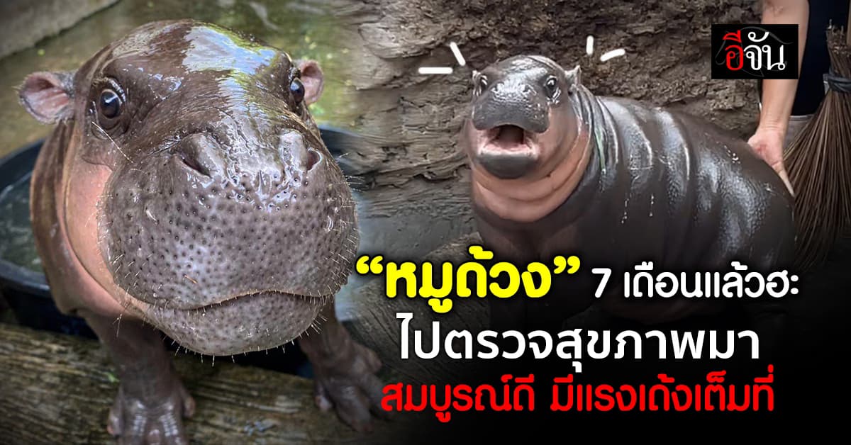 ตรวจสุขภาพ “หมูด้วง” ลูกฮิปโปแคระ วัย 7 เดือน แข็งแรงสมบูรณ์ดี 