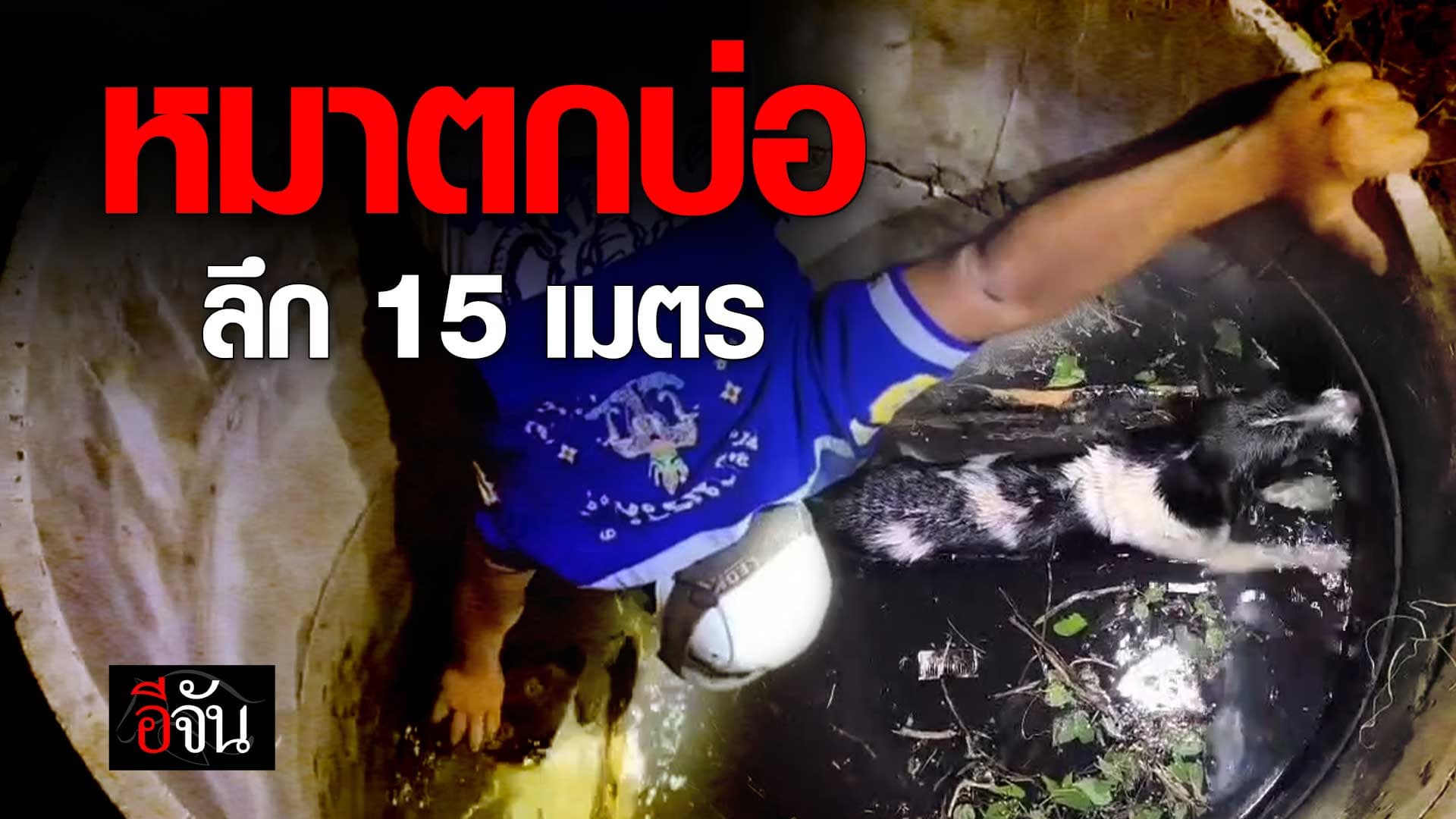 🎬 นาทีช่วยหมาตกบ่อ ลึก 15 เมตร
