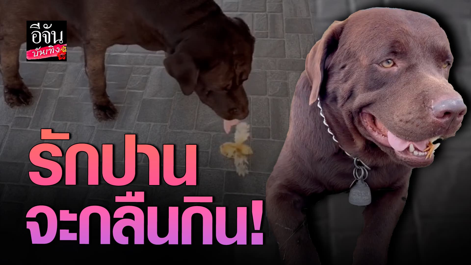 🎬คลิปบันเทิง : เกิดอะไรขึ้นเจี๊ยบไปไหน หมาไปด้วย! เจ้าหมาสายฮา อมเพื่อนไปด้วยทุกที่