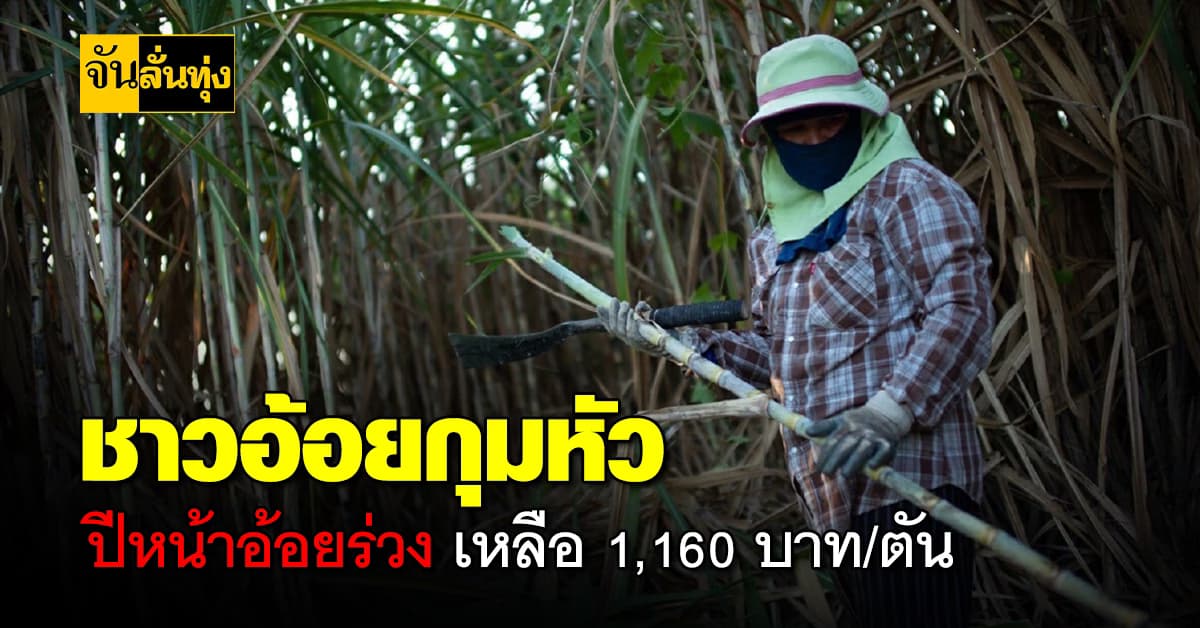 ชาวอ้อยกุมหัว ปีหน้าอ้อยร่วง เหลือ 1,160 บาท/ตัน