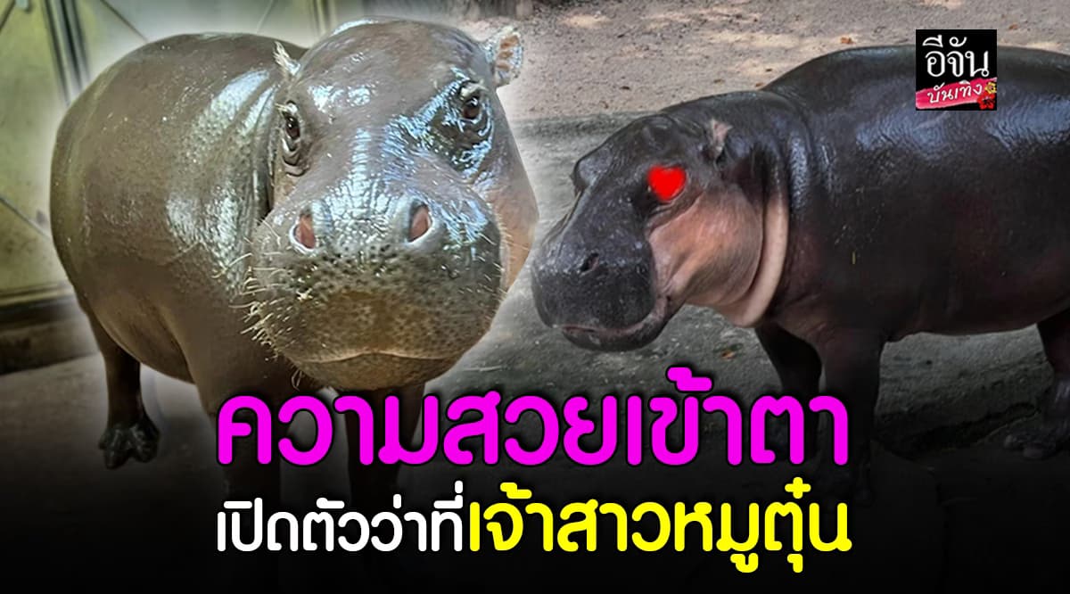 ปิดดีล หมูมะนาว ว่าที่เจ้าสาว หมูตุ๋น กับโปรเจ็คขยายเผ่าพันธุ์ฮิปโปแคระ