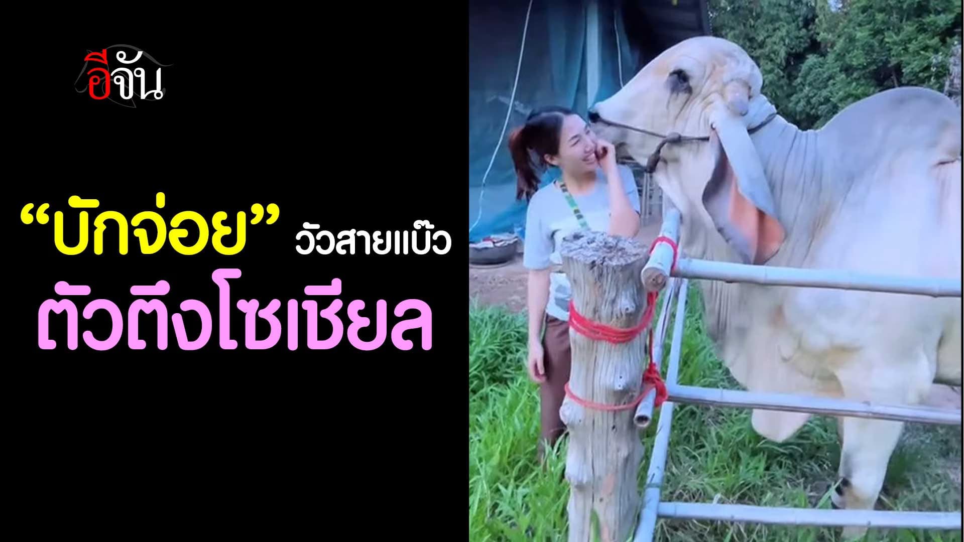 🎬 “บักจ่อย” วัวสายแบ๊ว ตัวตึงโซเชียล