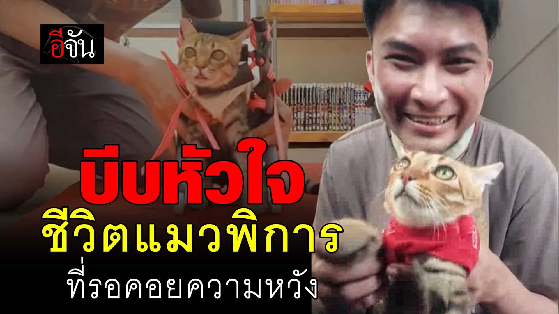 🎬 บีบหัวใจ นับเวลาถอยหลัง มีบุญ แมวพิการ