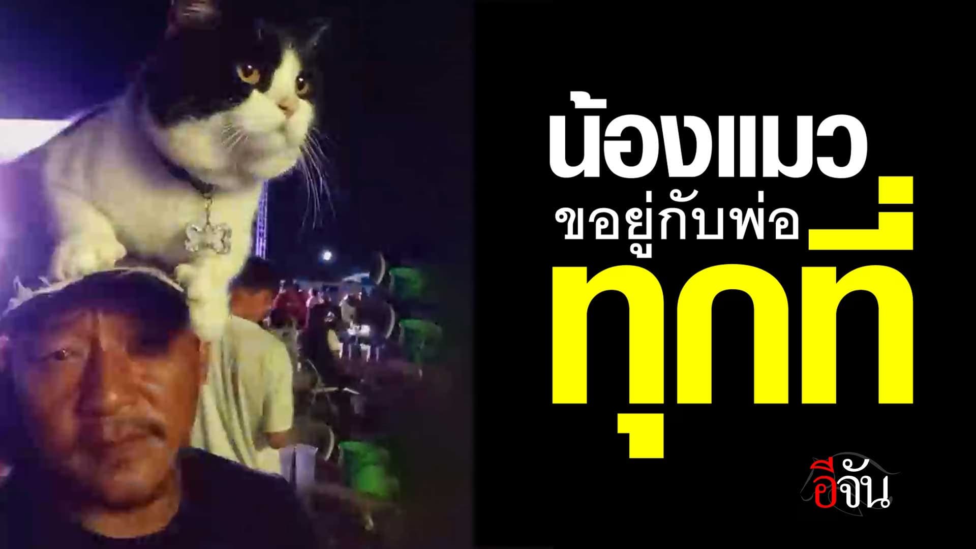 🎬 ชีวิตพ่อลูกอ่อน คอนเสิร์ตก็ต้องดู แมวก็ต้องเลี้ยง