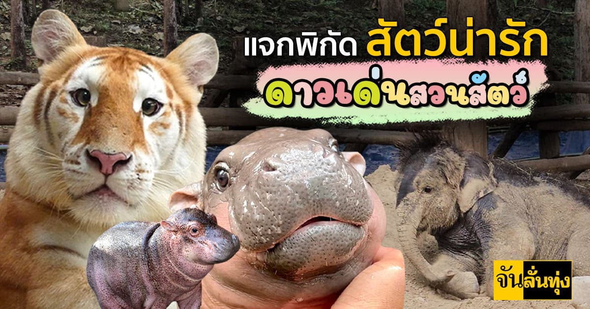 แจกพิกัดชมสัตว์น่ารัก ดาวเด่นสวนสัตว์ทั่วไทย