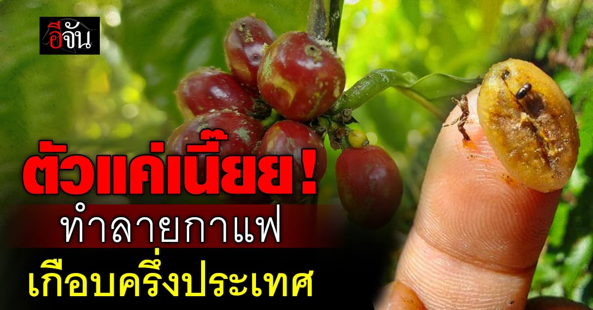 ก.เกษตร เตือน ชาวไร่กาแฟ ระวัง “มอดเจาะผลกาแฟ” อาละวาด เสียหายไม่รู้ตัว