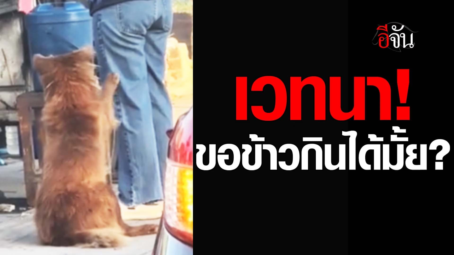 🎬 เวทนา! ขอข้าวกินได้มั้ย?