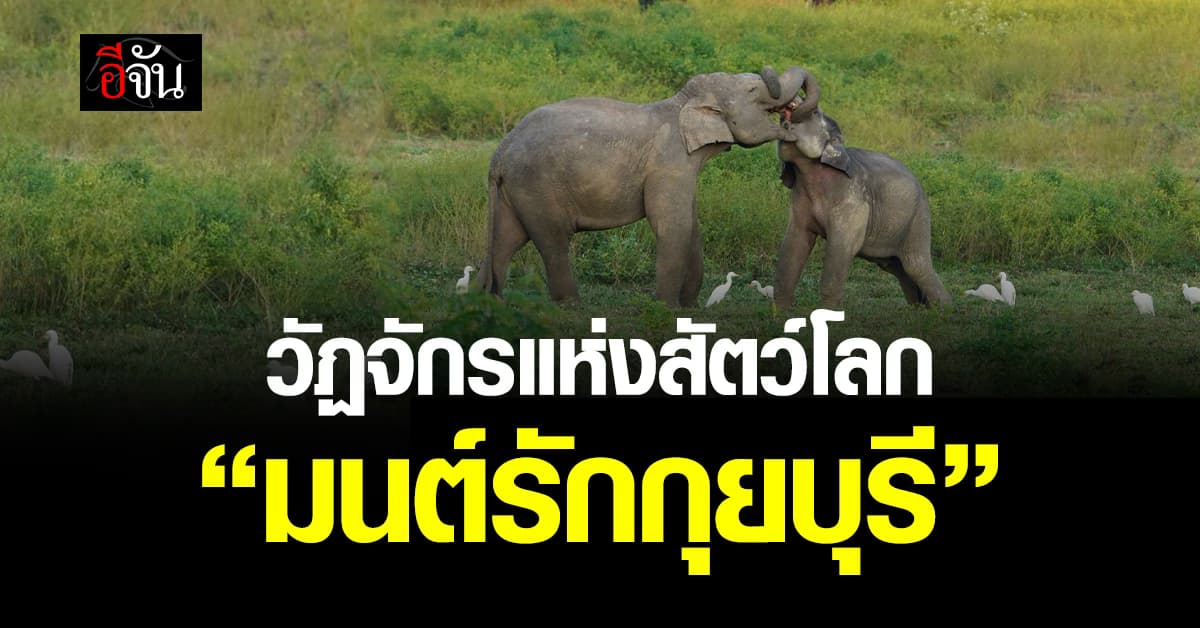 ภาพหาดูยาก! วัฏจักรแห่งสัตว์โลก “มนต์รักกุยบุรี”