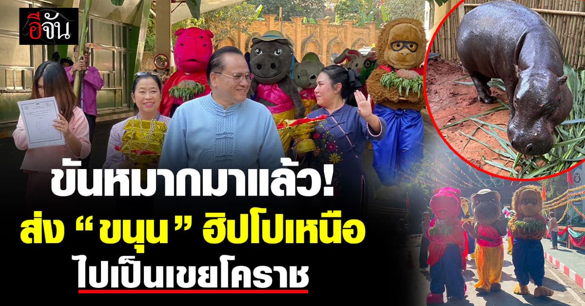 จัดใหญ่! ยกขันหมาก ส่ง “น้องขนุน” ฮิปโปเหนือ จับคู่ “น้องหมูกรอบ” ฮิปโปสาวโคราช 