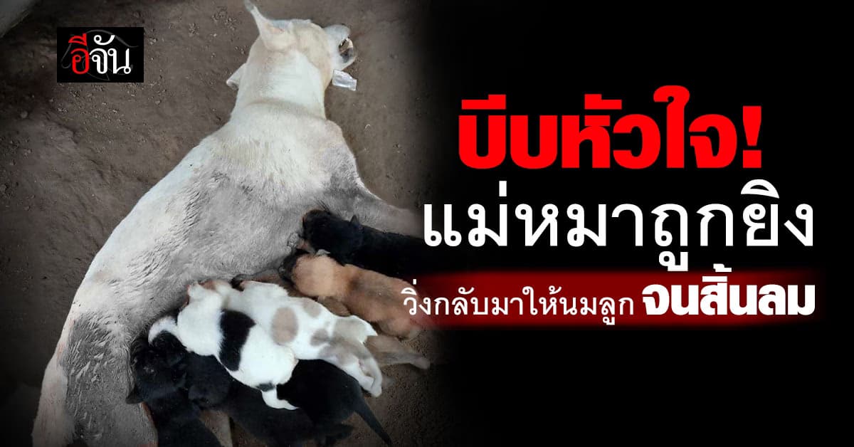บีบหัวใจ! แม่หมาถูกยิง วิ่งกลับมาให้นมลูกครั้งสุดท้าย 