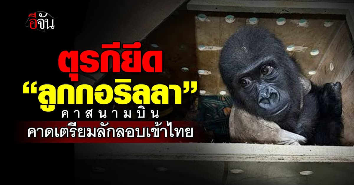 ใครเอามา! ตุรกียึด “ลูกกอริลลา” คาสนามบิน – คาดเตรียมลักลอบเข้าไทย