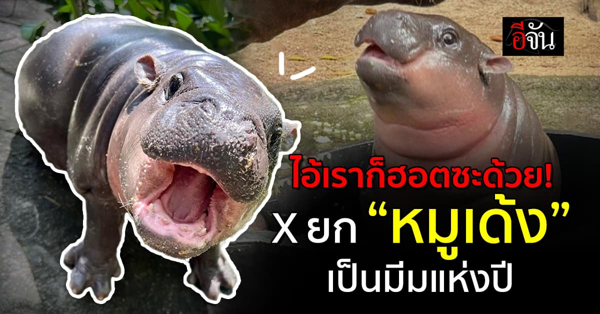 ฮอตไม่แผ่ว! “หมูเด้ง” ฮิปโปแคระ คว้าตำแหน่ง “มีมแห่งปี” จาก X 