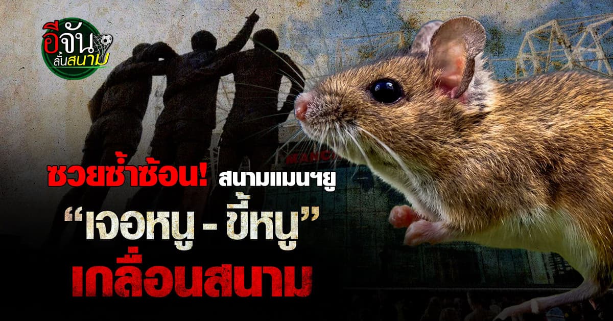ซวยซ้ำซ้อน! รังเหย้าแมนฯยู พบ “หนู-ขี้หนู” เกลื่อนสนาม – ถูกลดระดับสุขอนามัยเหลือ 2 ดาว