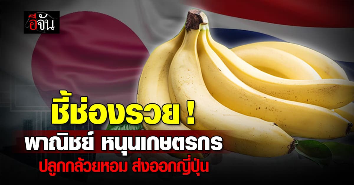 พาณิชย์ พร้อมดัน! เกษตรกร “ปลูกกล้วยหอมไทย” ส่งออกญี่ปุ่น