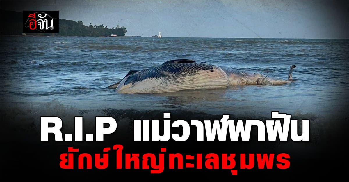 สุดเศร้า “แม่วาฬพาฝัน” ยักษ์ใหญ่ท้องทะเล เกยตื้นที่ชุมพร