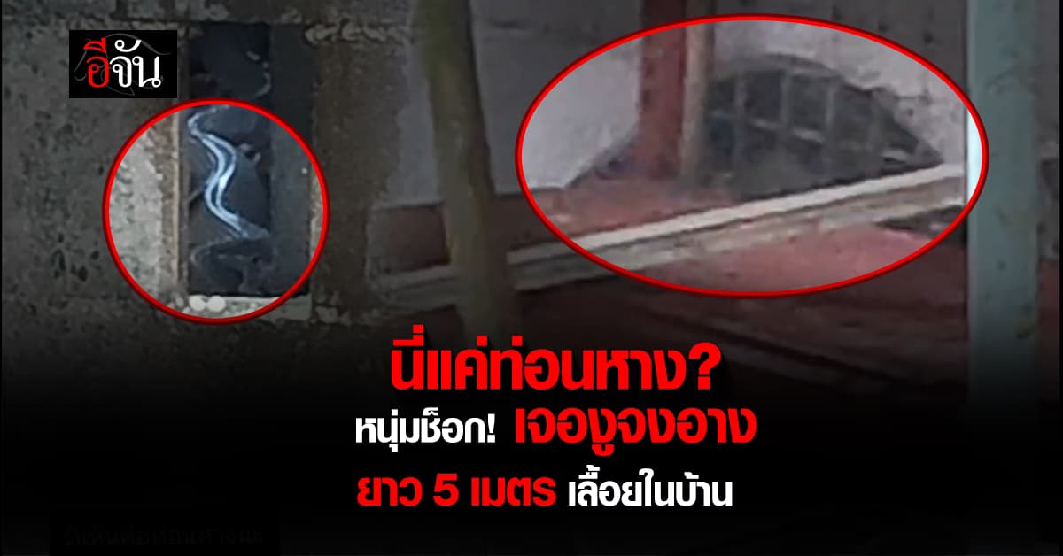 นี่แค่ท่อนหาง? หนุ่มช็อก! เจองูจงอางตัวเขื่อง ยาว 5 เมตร เลื้อยอยู่ในบ้าน 