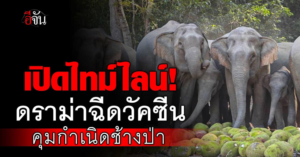 เปิดไทม์ไลน์ดราม่า! ปมใช้วัคซีนคุมกำเนิดช้างป่า 