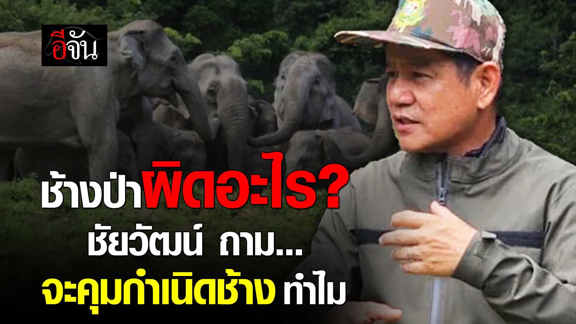 🎬 ชัยวัฒน์ เปิดหน้าชน! คุมกำเนิดช้างทำไม?