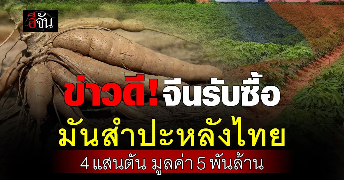 ข่าวดีรับต้นปี จีนรับซื้อ มันสำปะหลังจากไทย 4 แสนตัน