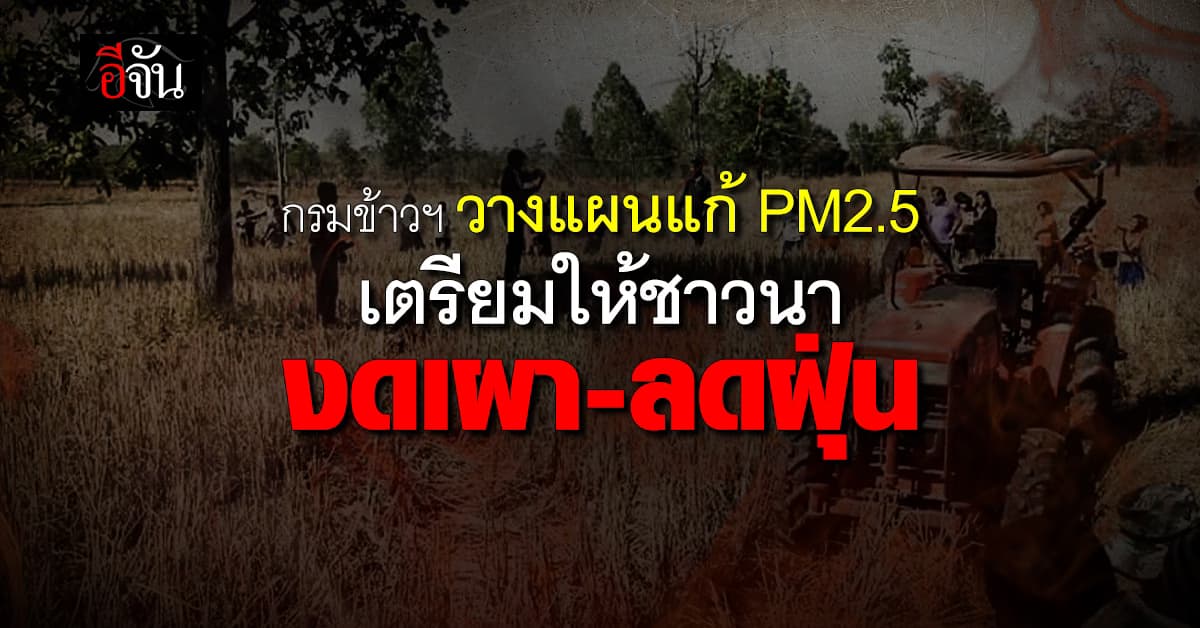 กรมการข้าว เตรียมจัด Field day แนะเทคโนโลยี งดการเผา แก้ฝุ่น PM 2.5