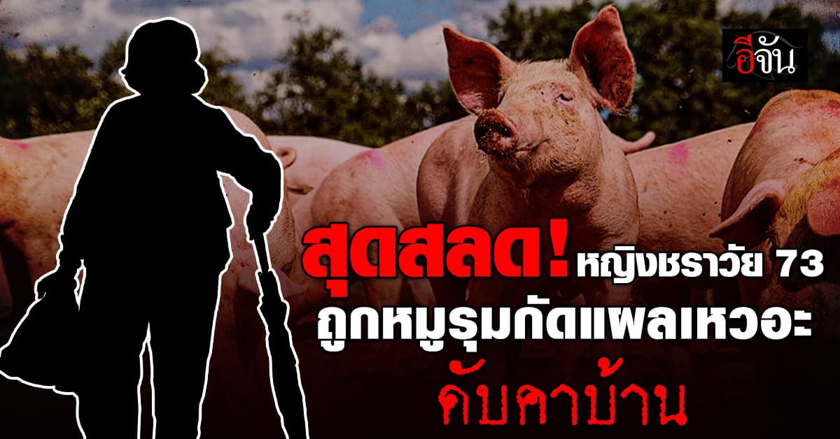 สุดสลด! หญิงชราชาวสหรัฐฯ ถูกหมูเพื่อนบ้านรุมกัดจนแผลเหวอะ เสียชีวิตคาบ้าน