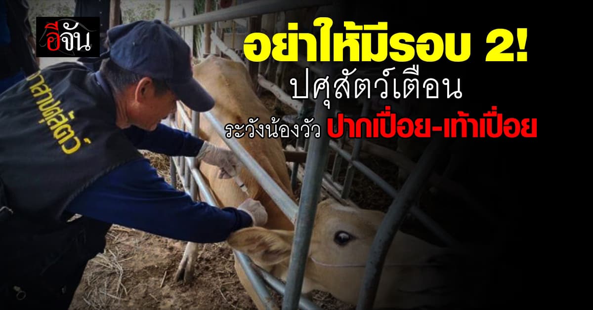 ระวัง! ปาก-เท้าเปื่อย จะกลับมา ปศุสัตว์ เตือน ระวังอย่าให้ระบาดซ้ำ
