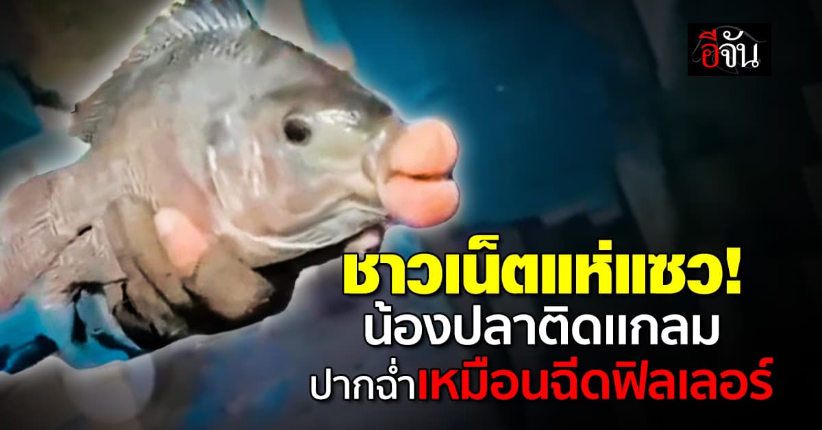ตะลึงทั้งโซเชียล? ชาวเน็ตแห่แซว น้องปลาปากใหญ่เหมือนฉีดฟิลเลอร์ฉ่ำ 