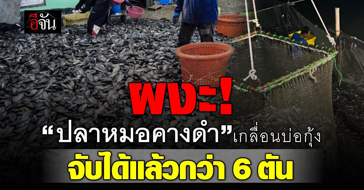 ผงะ! “ปลาหมอคางดำ” เกลื่อนเต็มบ่อกุ้ง 40 ไร่ – จับได้แล้วกว่า 6 พันกิโลกรัม