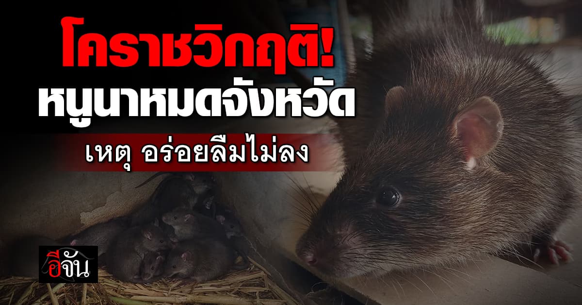 วิกฤติจนได้ นครราชสีมา หนูนาขาดตลาด เหตุรสชาติดี ทำอะไรก็อร่อย