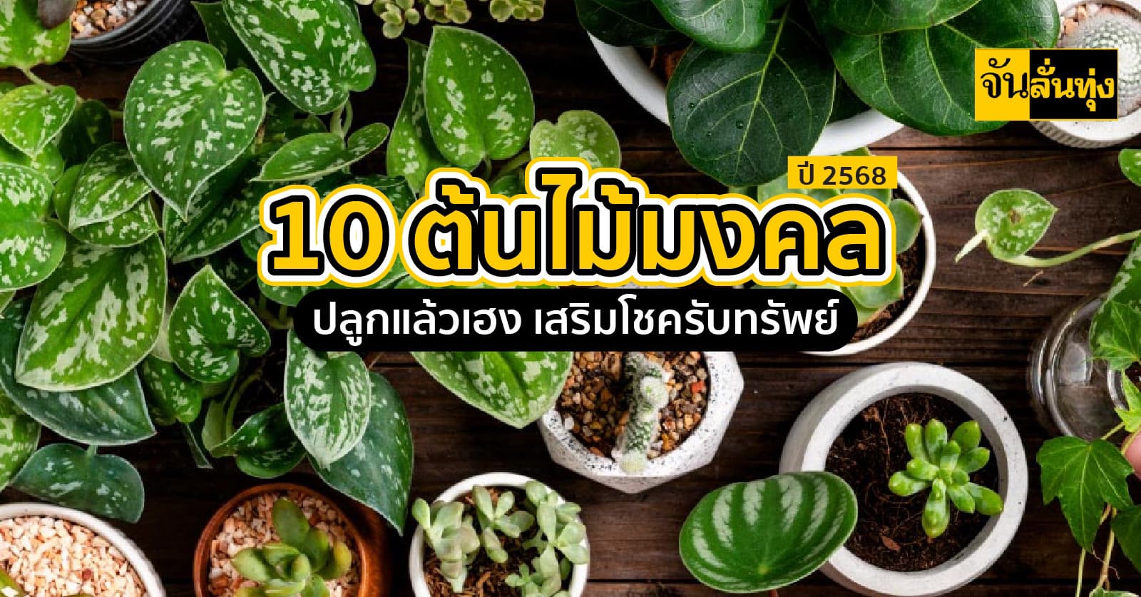 10 ต้นไม้มงคล ประจำปี 2568 ปลูกแล้วเฮงเสริมโชครับทรัพย์