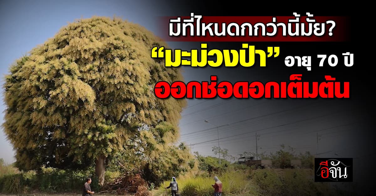 มีที่ไหนดกกว่านี้มั้ย? ชาวสุรินทร์ ฮือฮา “มะม่วงป่า” อายุ 70 ปี ออกช่อดอกเต็มต้น