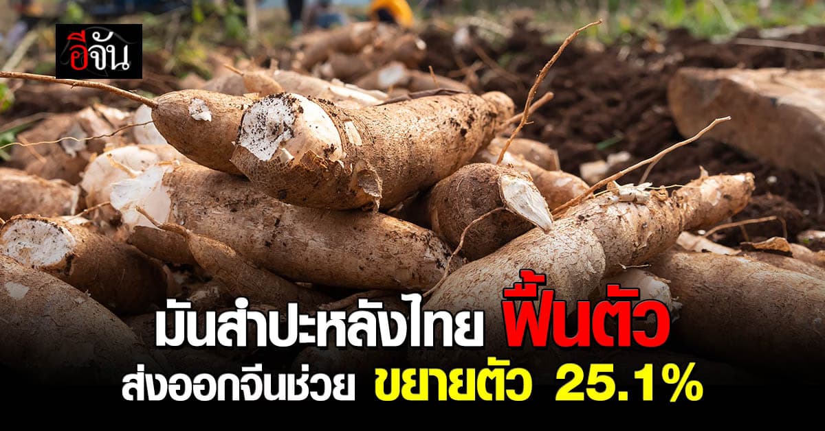 ฟื้นตัวแรง ! มันสำปะหลังไทย ส่งออกจีนช่วยขยายตัว