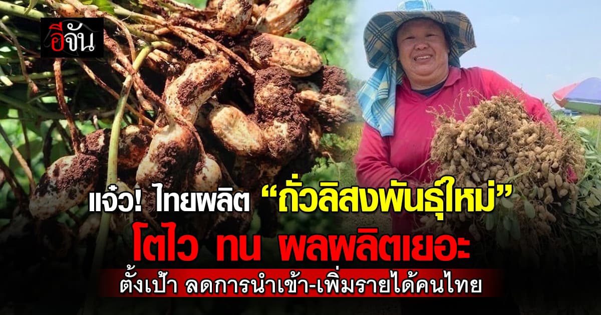 ก.เกษตร ผลิต ถั่วลิสงพันธุ์ใหม่ ทนโรค ผลผลิตสูง ตั้งเป้า ช่วยลดการนำเข้า