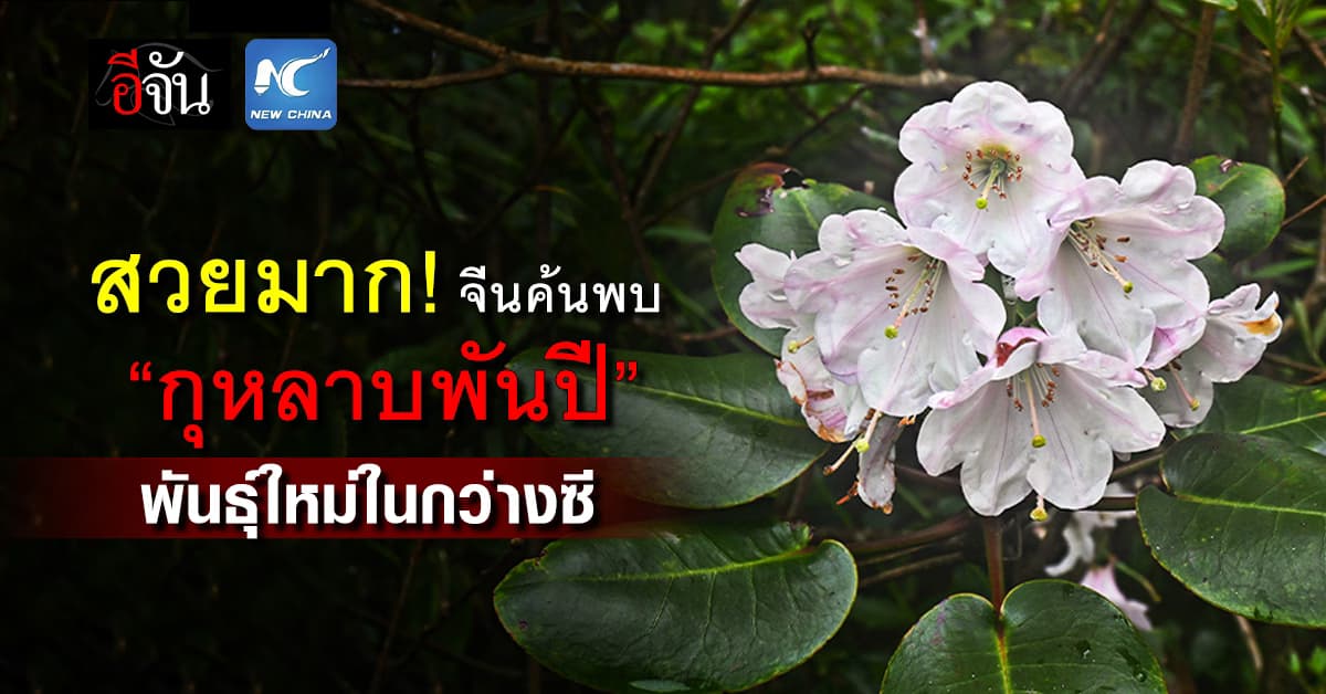 สวยมาก! นักวิจัยจีน ค้นพบ “กุหลาบพันปี” พันธุ์ใหม่ในกว่างซี 