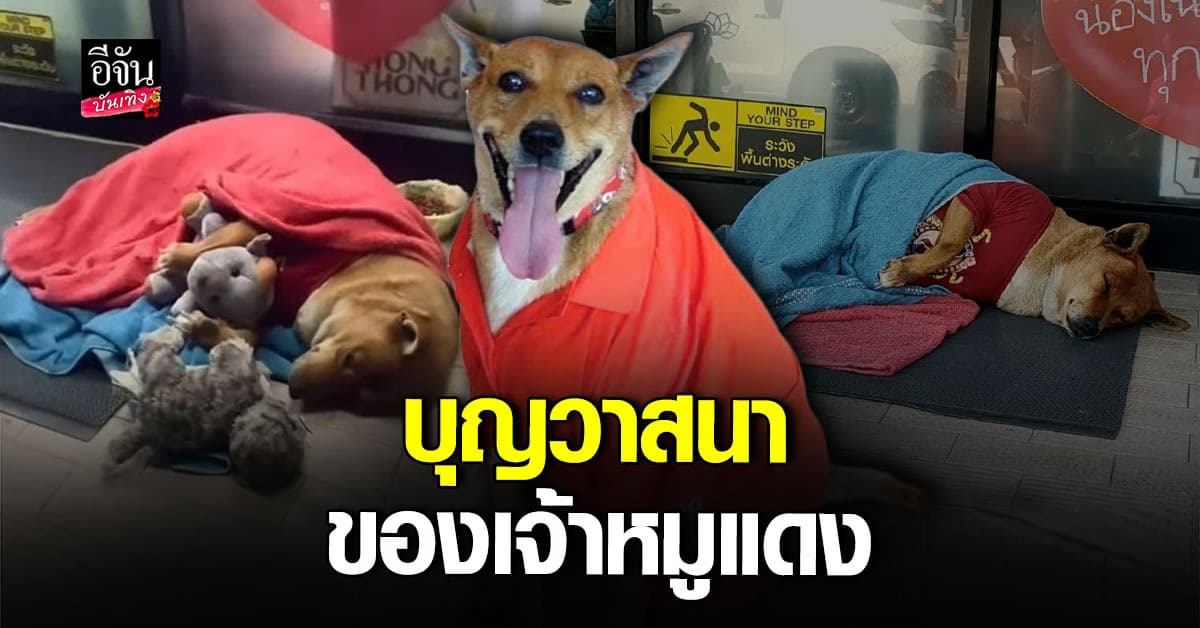 หมูแดง หมาหน้าเซเว่น สู่หมาทรงเลี้ยงของ พระองค์เจ้าสิริภา จุฑาภรณ์ ทรงรับอุปถัมภ์