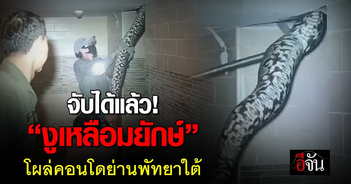 ทุบกำแพงล่า! “งูเหลือมยักษ์” หนักกว่า 60 กก. โผล่คอนโดย่านพัทยาใต้ 